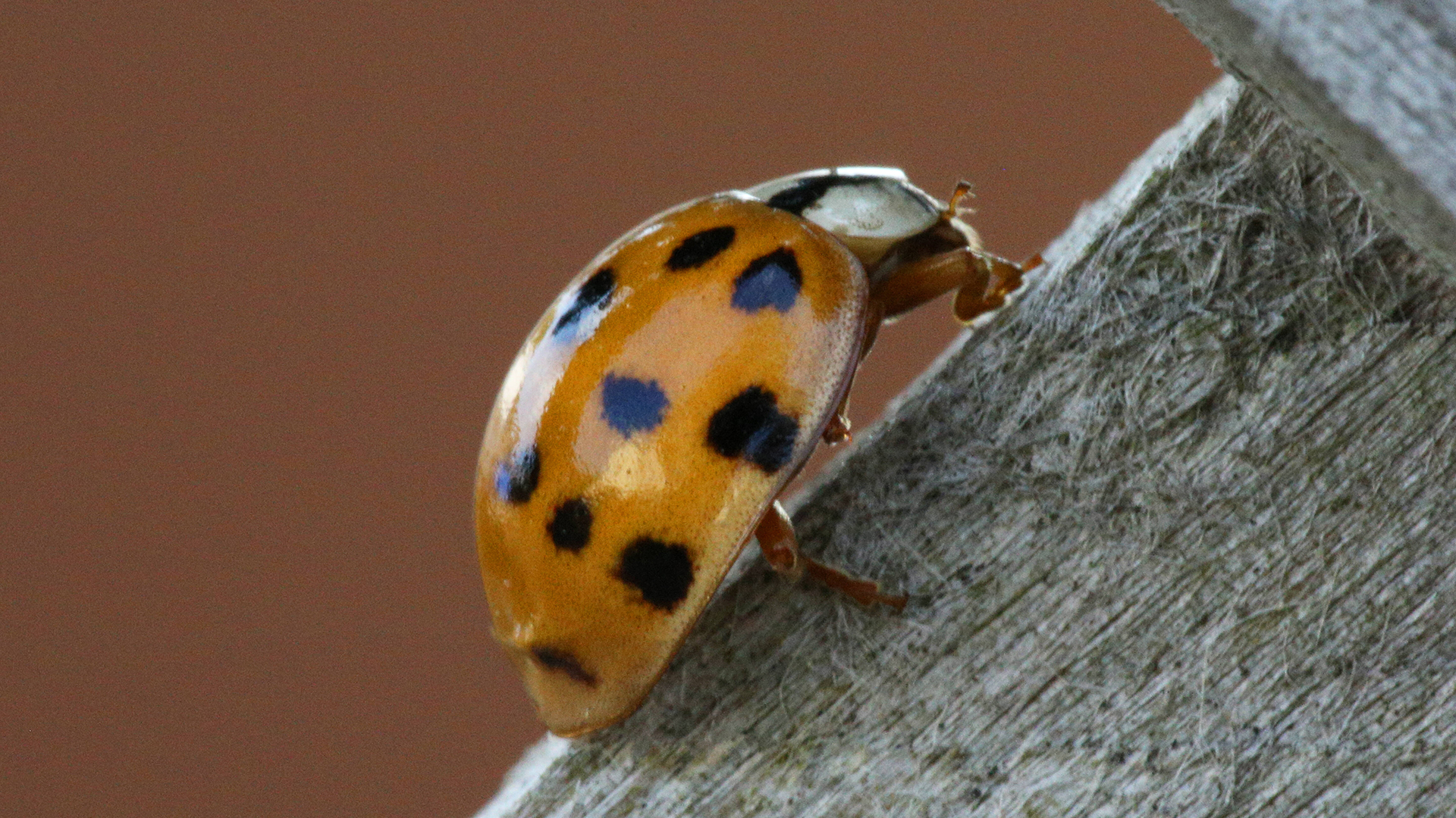 Invasives Neozoon: Asiatischer Marienkäfer